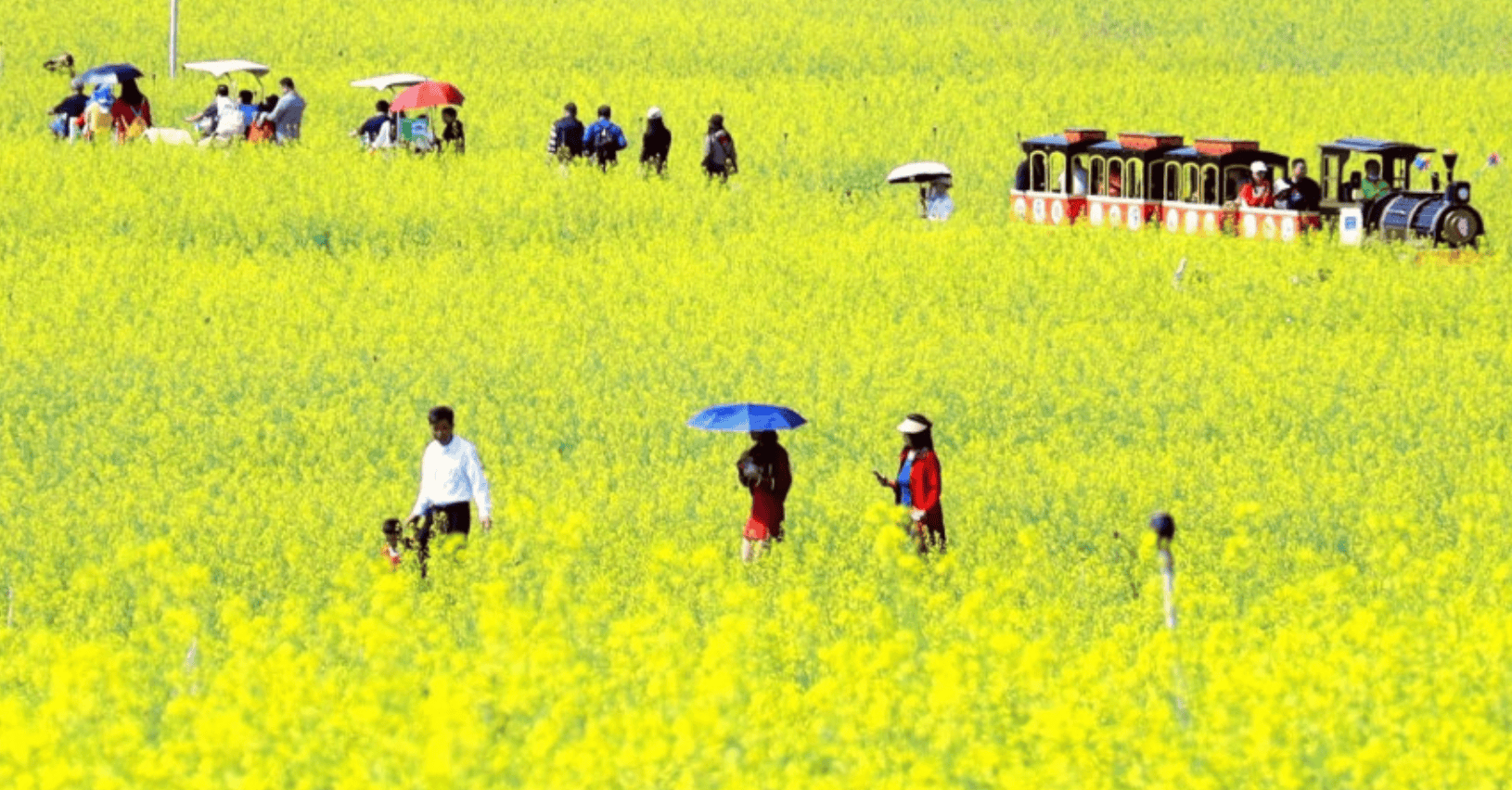 【光明區景點】10. 光明歡樂田園｜四季花海的自然樂園